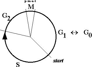 ciclo celular