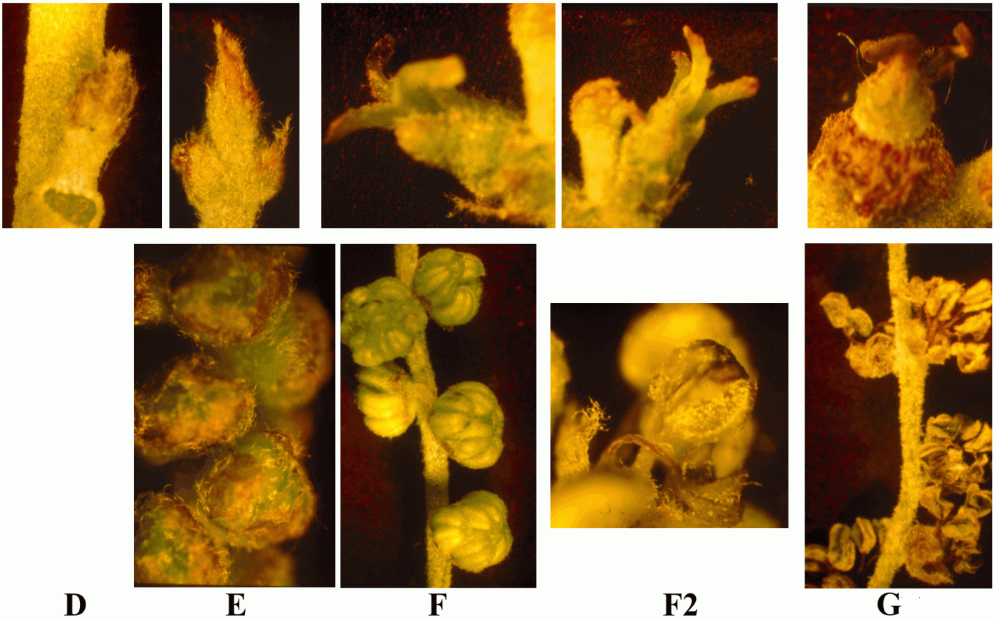 f2.4.gif